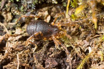 Media type: image;   Invertebrate Zoology 131135